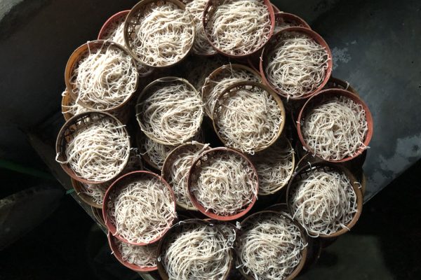 Idiyappam, Jaffna, 2019